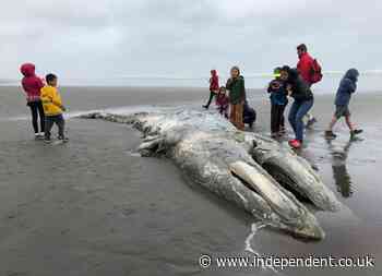 Dead 40-foot whale found decomposing on beach likely died by ‘vessel strike’