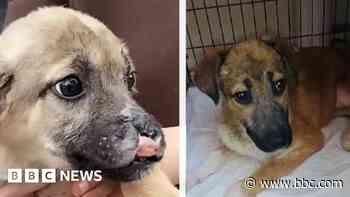 Fundraiser to rescue disabled puppies from Turkey
