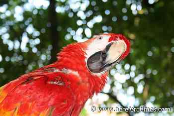 Parrot and man stuck on roof in Leominster, Herefordshire