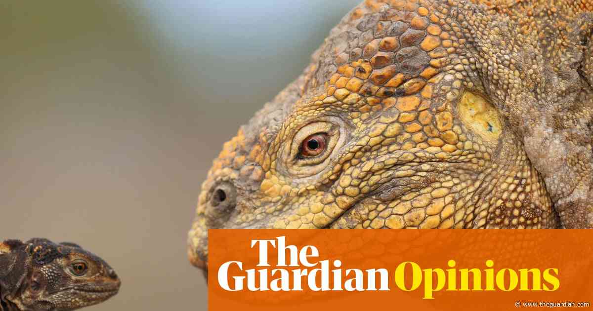 My 16-year-old does not own an iguana. But he’s hoping to convince the GCSE examiners that he does | Zoe Williams