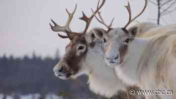 Quebec to invest $60M in protecting province's caribou