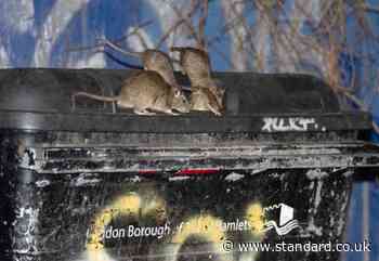 Calls for New York-style London 'rat czar' to tackle invasion of the super rodents