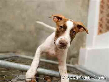 Adopt a dog at a discount at Wood County shelter