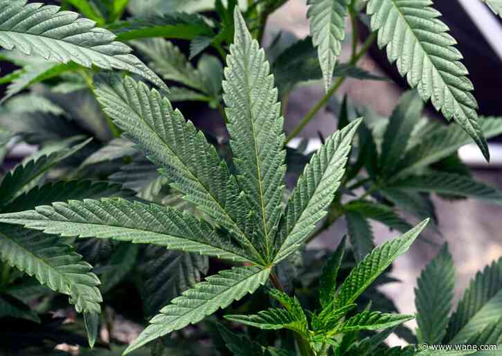 Could DEA marijuana reclassification help with Indiana legalization?