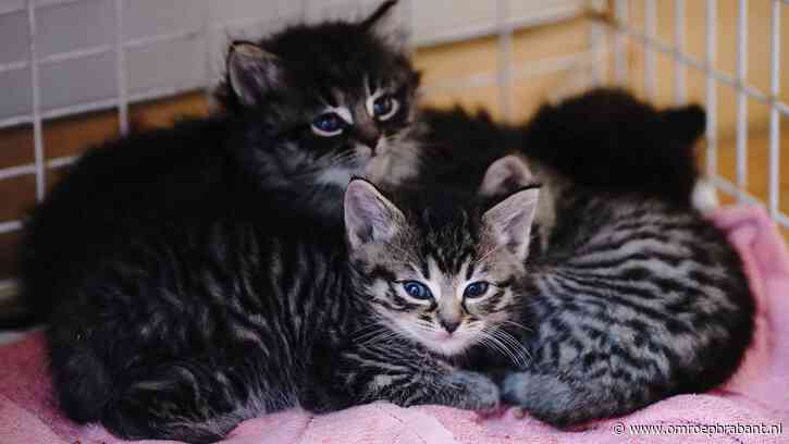 Twee kittens en moederpoes gedumpt: vrouw zet dieren uit auto