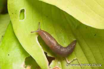'Unlikely' beverage that keeps slugs from eating plants growing in your garden