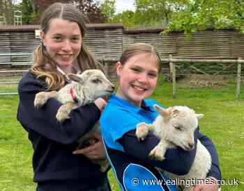 Spring has sprung at Ealing girls school's urban farm