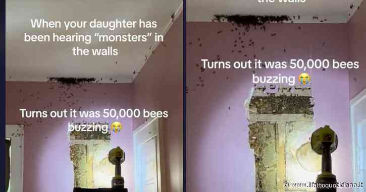 Bimba di 3 anni dice di vedere dei “mostri nel muro”, poi la scoperta choc dei genitori: “Oltre 60mila api dentro l’intercapedine, sono uscite come in un film horror”
