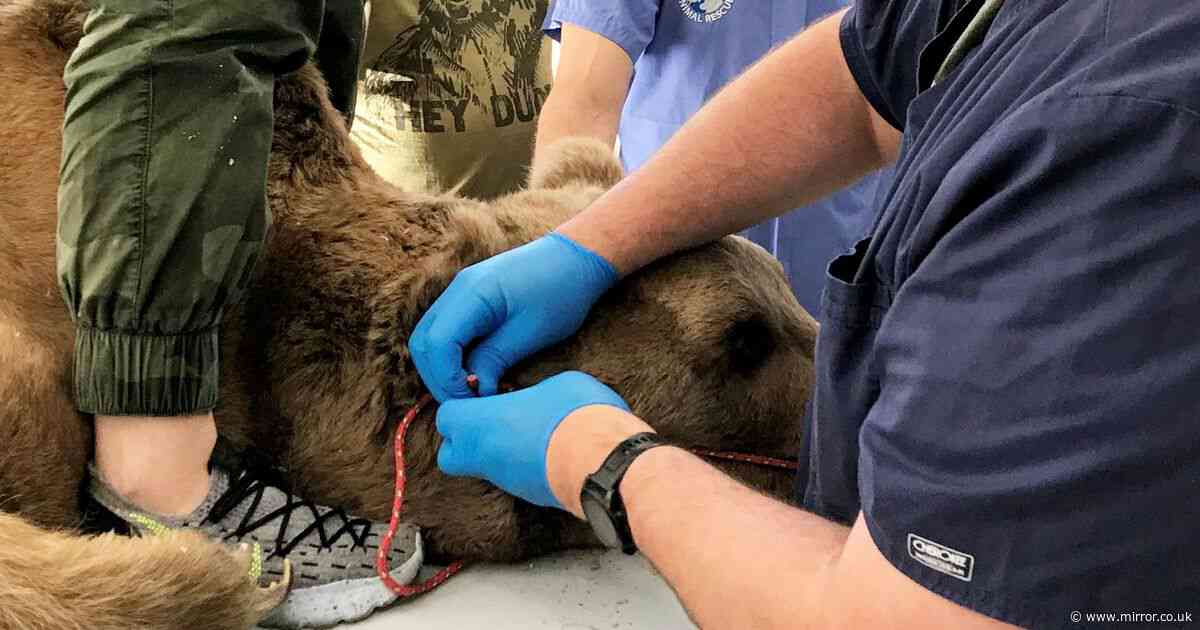 Brit performs life-saving dental surgery on 900lb bear as it couldn't eat properly