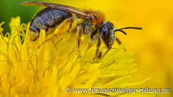 Braunschweiger Expertin informiert über Bienen