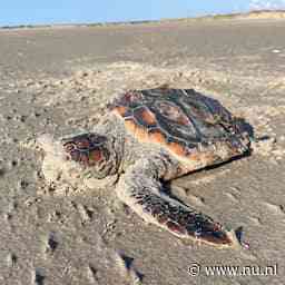 Drie overleden dikkopschildpadden in korte tijd aangespoeld in Friesland