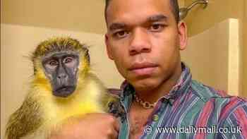 Was Thabo the monkey STOLEN? Vervet that's amassed a huge TikTok following with owner who claims he 'rescued' him from a lab may have been snatched from Florida colony five years ago