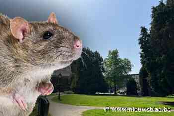 “Het krioelt hier van de ratten”: buurtbewoners reageren op aanhoudende overlast in Aartselaar