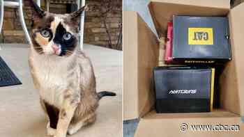 #TheMoment a cat mistakenly sent to Amazon was returned to its owners