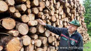 Besonderes Walderlebnis: Wie es um die Bäume in der Rostocker Heide steht