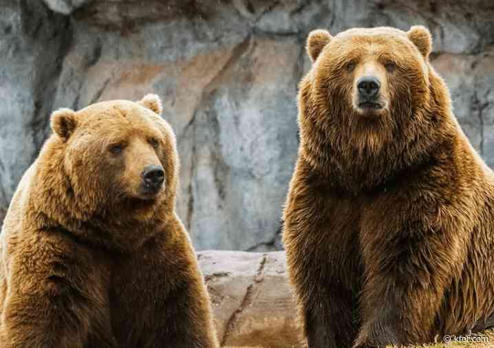 Zoo officials prepare for grizzly exams