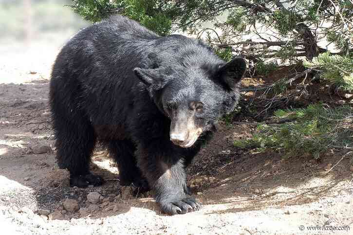 Wildlife West Nature Park announces passing of Koshari the black bear