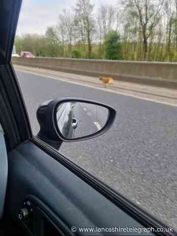 M65: Dog in carriageway causes delays near J13 Colne