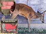 Now health nuts are drinking deer blood to 'stay young', risking deadly zombie deer disease, warn experts