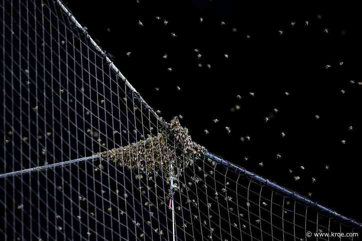 Bee swarm delays MLB game nearly 2 hours