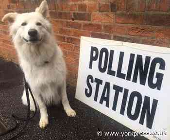 Dogs at polling stations in York: mayoral elections
