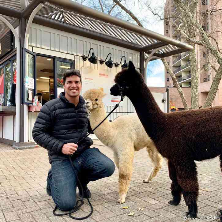 Alpacas to spice up happy hour outside HQ2