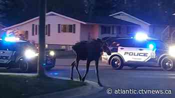 Officials euthanize moose seen strolling through Fredericton over concerns of possible collision