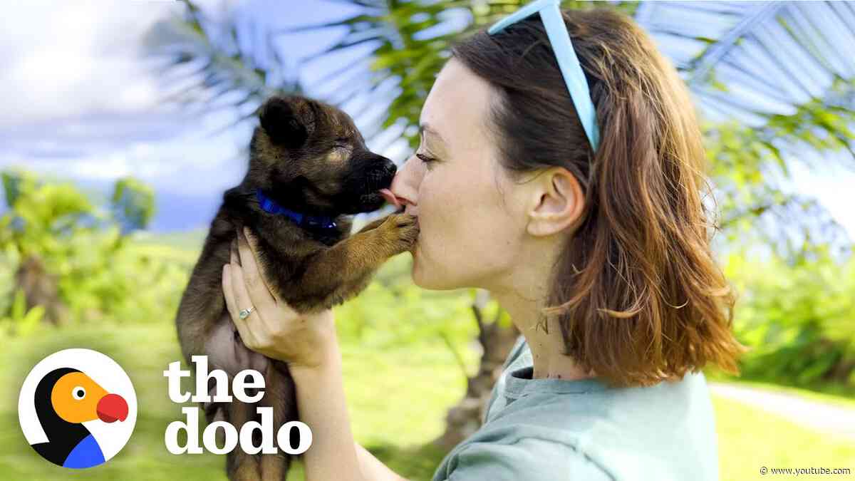 Foster Mom Is A “Seeing Eye Human” For Blind Puppy | The Dodo