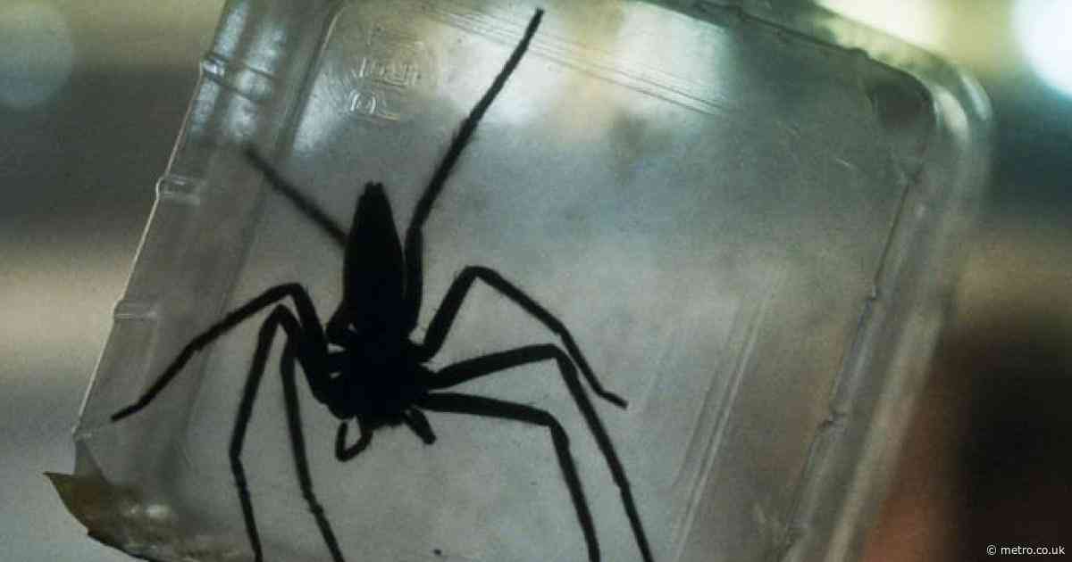 ‘Gross and scary’ Prime Video spider horror has the Stephen King stamp of approval