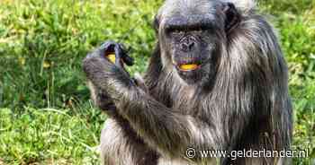 Drama in de Beekse Bergen: chimpansee Wouter komt om bij vechtpartij met groepsgenoten
