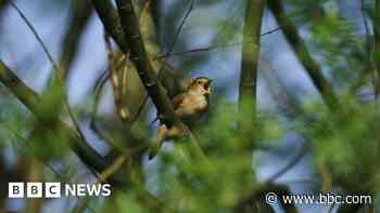 Farmers work to restore nightingale populations