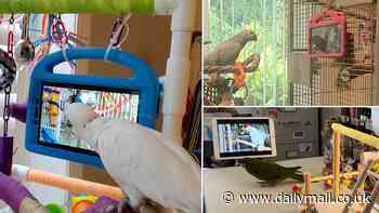 Polly wants a chatter! Pet parrots prefer live video calls with their friends over pre-recorded footage, study finds