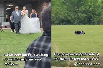Bride's Best Friend Realizes Cow Near Wedding Venue Is a Furry