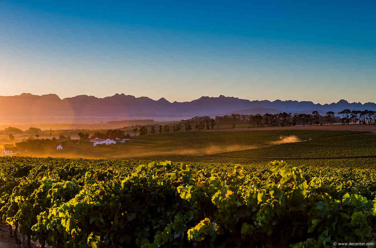 Savouring South Africa: A guide to great white wines