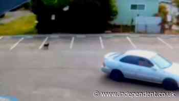 Heartbreaking video shows abandoned puppy chasing owners’ car after being dumped