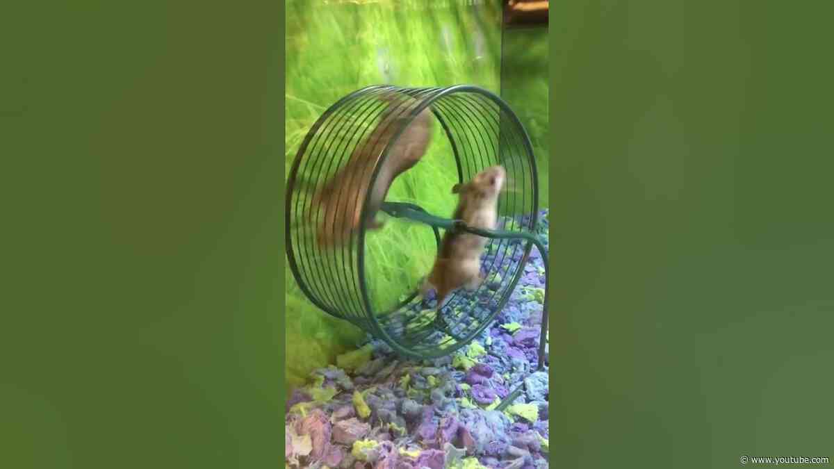 You spin me right round😂#electronicmusic #newmusic #hamster #fail #shorts 📹 : lil_kawaii_dino_nug