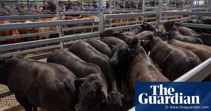 Australian red meat industry has recorded 78% reduction in emissions since 2005, report shows