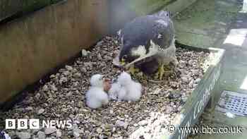 Four peregrine falcon chicks hatch at cathedral