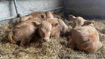 ‘Healthy, happy calves’: Sask. cow gives birth to rare set of quadruplets
