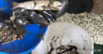 ‘Devastating’ blue substance kills thousands of fish at B.C. hatchery