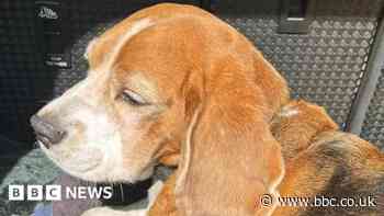 Shaun Ryder's dog found after Peak District search