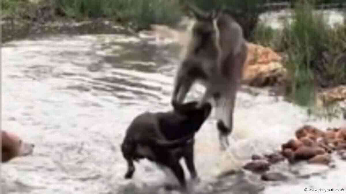 Why this video of a kangaroo fighting off a pack of dogs has fuelled an Aussie urban myth about the native animal