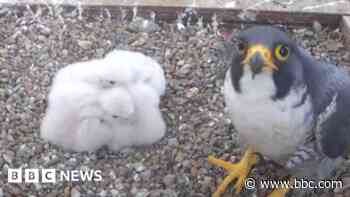 Peregrine falcon drop-in sessions open to public