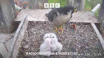 How to watch Worcester's peregrines in person