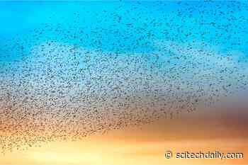 How Do Birds Flock? Researchers Reveal Previously Unknown Aerodynamic Phenomenon