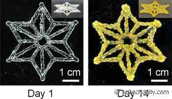 Crafting Programmable Living Materials With Synthetic Biology & 3D Printing