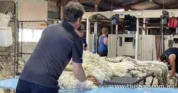 Wool market settles after softer start to auctions in Sydney