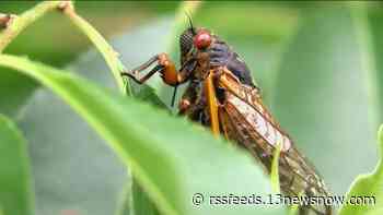 Cicadas in Virginia and North Carolina: Why is my dog eating them?