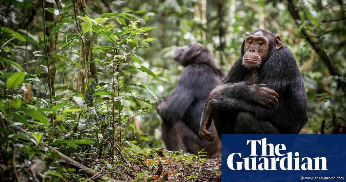 Chimps are dying of human sniffles. Is great ape tourism to blame?