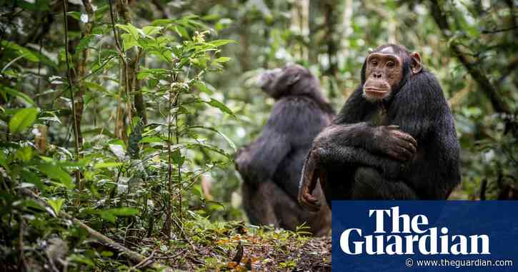 Chimps are dying of human sniffles. Is great ape tourism to blame?